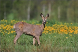 <p>SRNEC OBECNÝ (Capreolus capreolus) Šluknovsko - Jiříkov --- /European roe deer - Reh/</p>